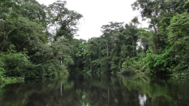 Tät Amazonas Vegetation — Stockvideo