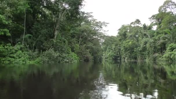 Rivière de la jungle amazonienne 