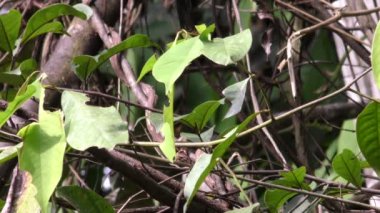 Amazonia içinde yaprak kesici karıncalar