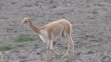Andes Vicuna Devegiller duymadım