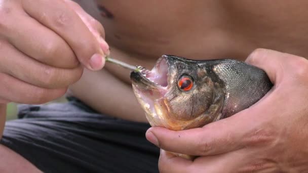 Piranha fisken tänder — Stockvideo