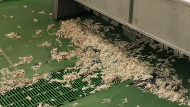 Déchets d'abattoir à côté de la machine à ébouillanter et à épiler — Video