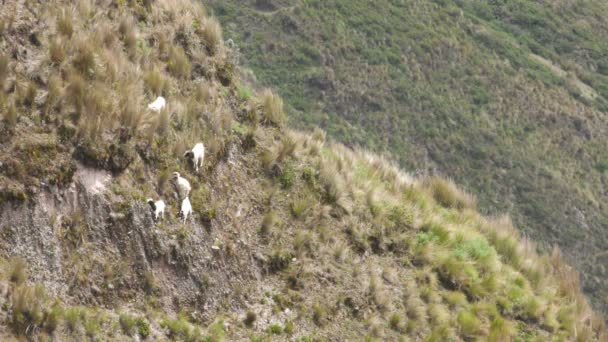 Rebanho de cabras em terreno íngreme — Vídeo de Stock