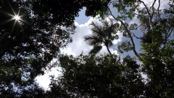 Nuvoloso cielo sega attraverso Dense Amazzonia giungla — Video Stock