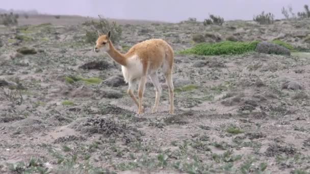Vicuña kameelachtige In de Andes Tracking Shot — Stockvideo