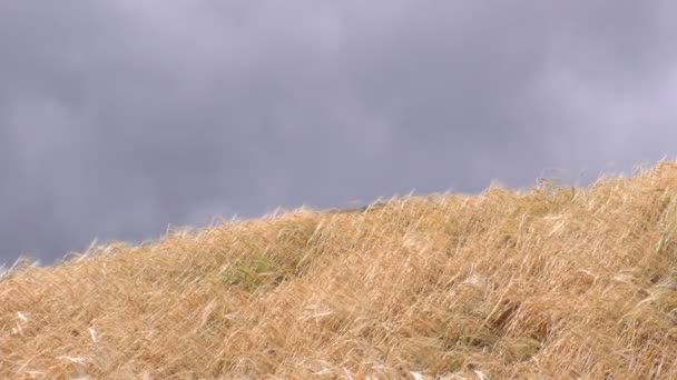 Wheat Field Against Cloudy Sky — Stock Video