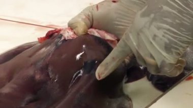 Solucan kadar gösteren bir doktor el bir domuz ciğeriyle enfekte