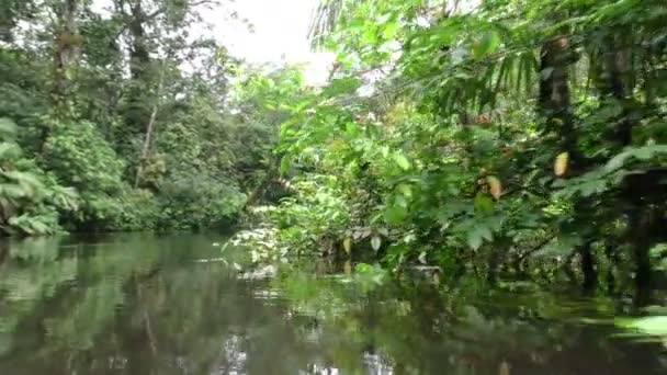 Плотная амазонская растительность — стоковое видео