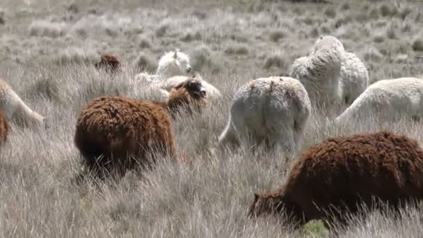 Flock Of Lama In Andes Highlands — Stock Video