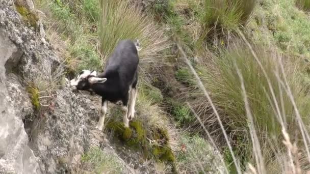 Geit grazen op grote hoogte vegetatie — Stockvideo