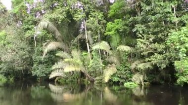 Cuyabeno Nehri üzerinde Amazon bitki örtüsü