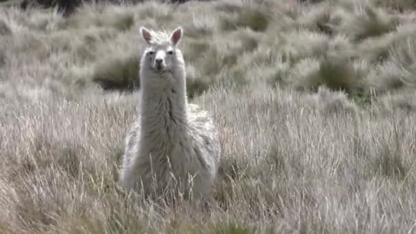 Άγρια ειδικών Camelid Λάμα στις Άνδεις — Αρχείο Βίντεο