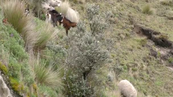 Ovelhas e cabras Grazing — Vídeo de Stock