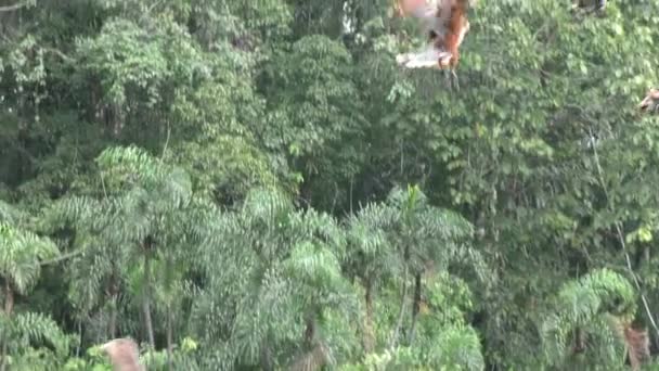 Hoatzin Vögel im Amazonas — Stockvideo