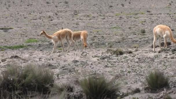 Vicuña volwassenen met veulen — Stockvideo