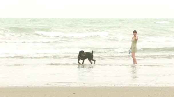 Rottweiler op het strand — Stockvideo