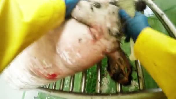 Lavoratore sfregamento un maiale carcassa — Video Stock