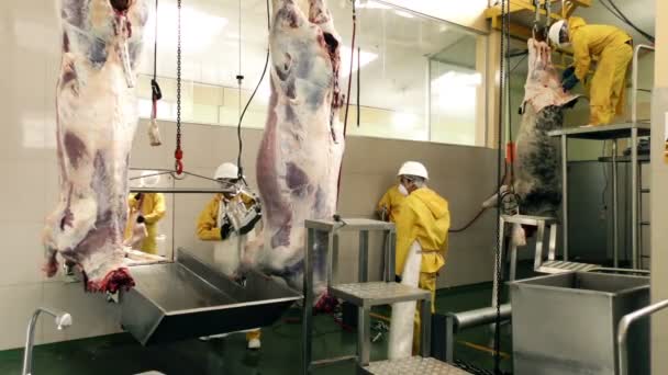 Butchers Working in Slaughterhouse — Stock Video