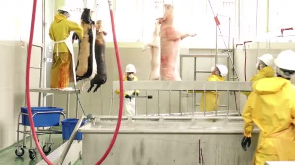 Établissement de routine de l'abattoir — Video