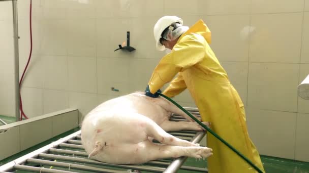 Профессиональный мясник вручную обезвреживает свинью — стоковое видео