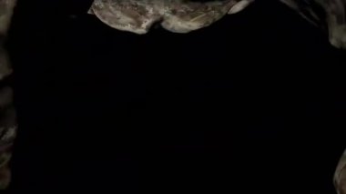 Valdivia Heykel 3D Tarama Fotoğrafı Tahnique Envanter ve Teknikler için kullanılır Eski Macaroni İnka Kültürü tarafından Güney Amerika 'da Mükemmel Arkeoloji Araştırma ve Koruması
