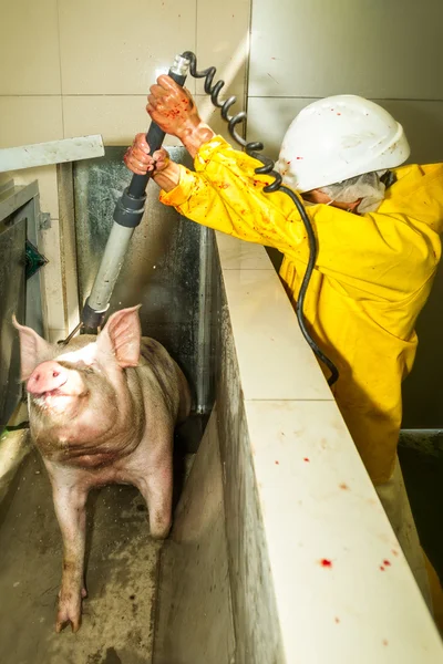 Imagem rara de um porco sendo eletricamente atordoado — Fotografia de Stock