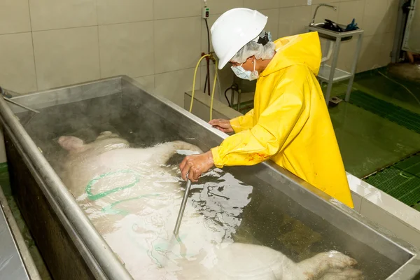 Carcassa di suino nella vasca scottante — Foto Stock