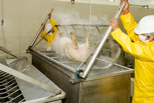 Processo de escaldadura de porco no matadouro — Fotografia de Stock