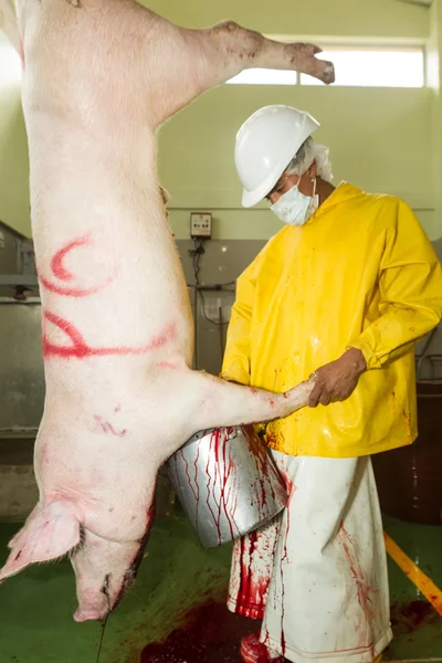 Raccolta di sangue di maiale in contenitore di alluminio — Foto Stock