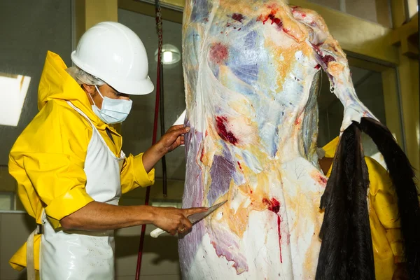 Opération de dépouillement des bovins dans un abattoir — Photo