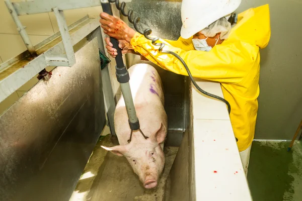 Momento di scarica del maiale stordito elettricamente — Foto Stock