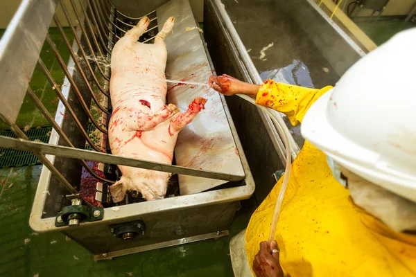 红肉业猪肉加工单位运作 — 图库照片