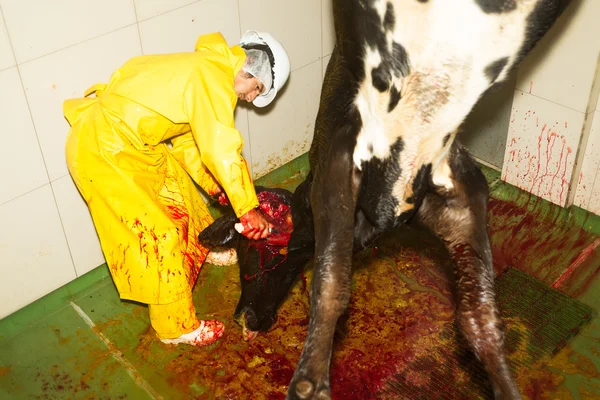 Carniceiro de matadouro decapitando um gado — Fotografia de Stock