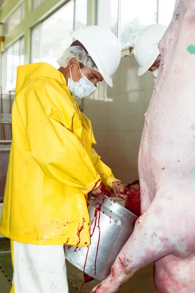 Matadouro Trabalhador Colheita de Sangue de Porco — Fotografia de Stock