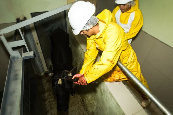 Trabalhadores matadouros usando pistola de parafuso cativo — Fotografia de Stock