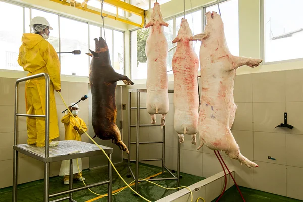 Trabalhadores que escolhem carcaças de porco — Fotografia de Stock
