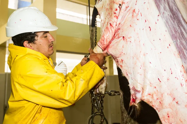 Trabalhador do matadouro no processo de descascamento de gado — Fotografia de Stock