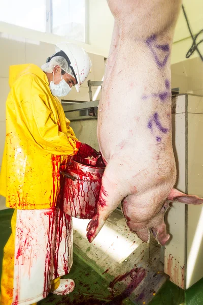 Raccolta di sangue di maiale in un contenitore — Foto Stock