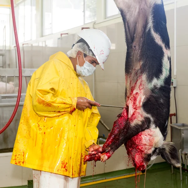 Proceso de adhesión de cerdo de la industria de la carne roja — Foto de Stock