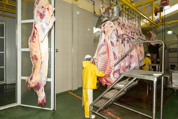 Linha de produção de gado em um matadouro — Fotografia de Stock