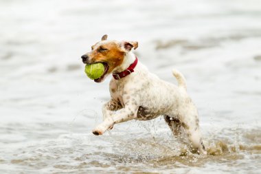 Plaj topu ile mutlu köpek