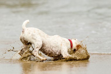 Köpek fren sistemi