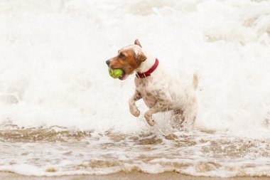 Jack Russell Terrier sahilde