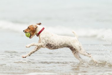 Jack Russell Terrier sahilde