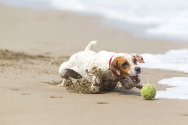 Küçük köpek yüksek hızlı eylem
