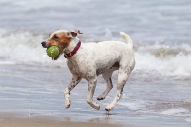 Topu ile mutlu köpek
