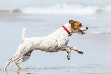 Dog Beach Run clipart