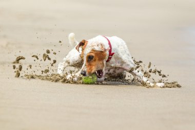 Yüksek hızlı eylem bir Jack Russell Parson Terrier