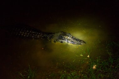 Gece siyah Caiman