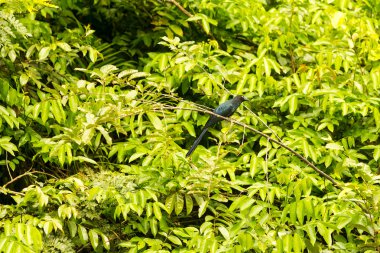 Kimliği belirsiz küçük siyah kuş